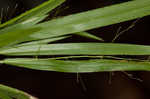 Openflower rosette grass